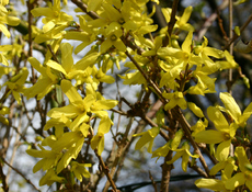 Forsythien-3.jpg